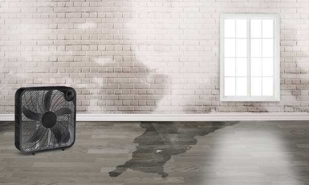 Best Water damage restoration company  in Yorba Linda, CA